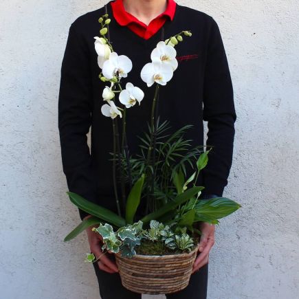 Cesta de orquídea blanca