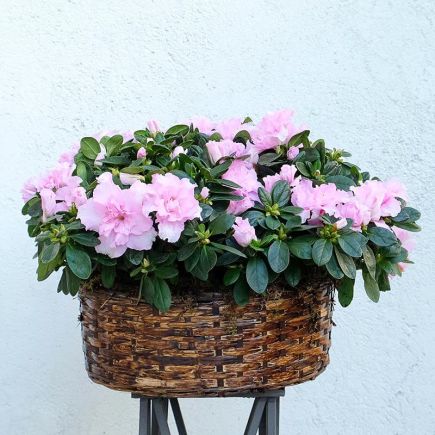 Cesta de azaleas rosas