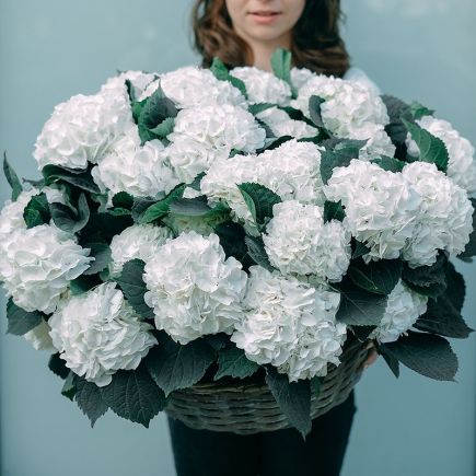 Cesta de hortensias blancas