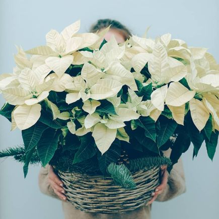 Cesta de poinsettia blanca