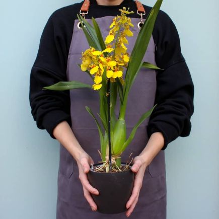 Orquídea oncidium o dama danzante