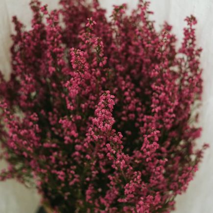 Detalle de una planta de brezo