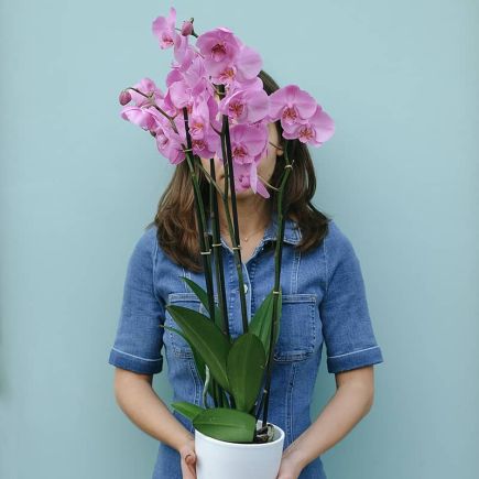 Una planta de orquídea rosa