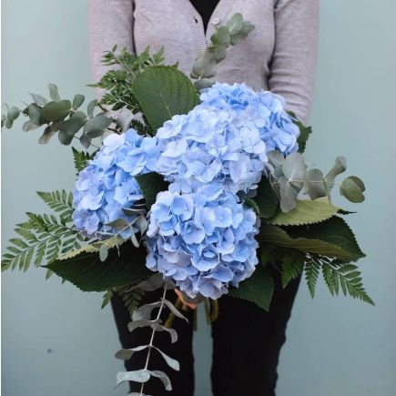 Ramo de hortensias azules