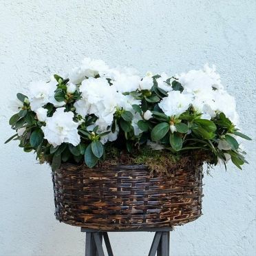 Cesta de azaleas blancas
