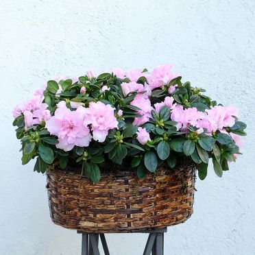 Cesta de azaleas rosas