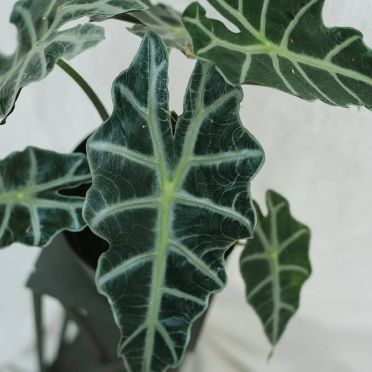 detalle alocasia amazonica