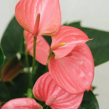 detalle anturium rosa