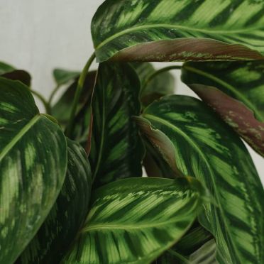 detalle calathea