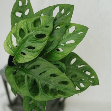 detalle monstera adansonii