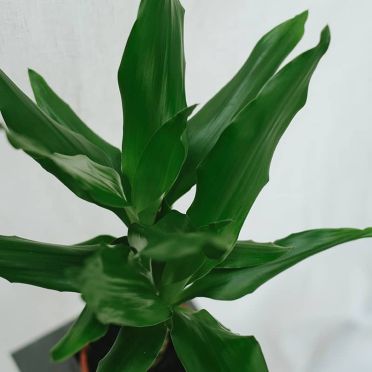 dracena fragans