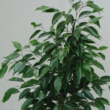 ficus benjamina detalle