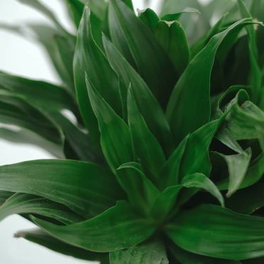hojas dracena compacta