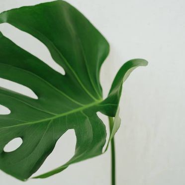 monstera deliciosa
