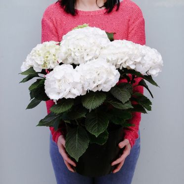 White Hydrangea Plant