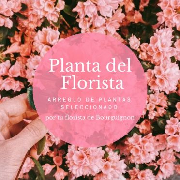 Florist Choice Plant Arrangement