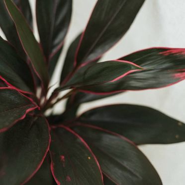 planta detalle cordyline