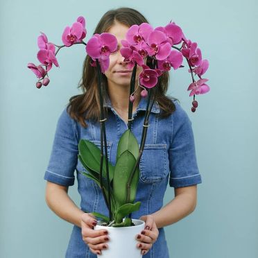 Fuschia Phalaenopsis Orchid