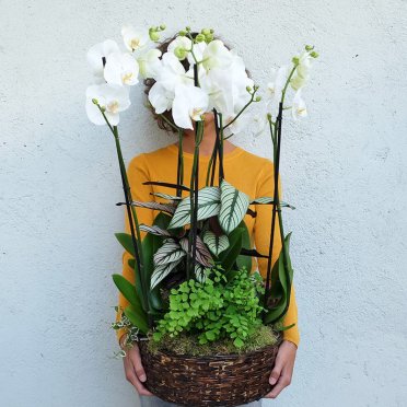 Basket White Orchids