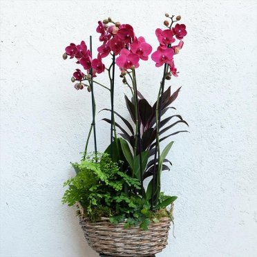 Fuschia phalaenopsis orchid arrangement