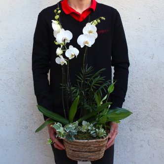 Cesta de orquídea blanca