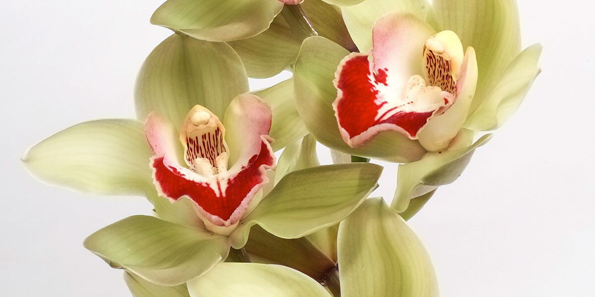 Cuidado de orquídeas