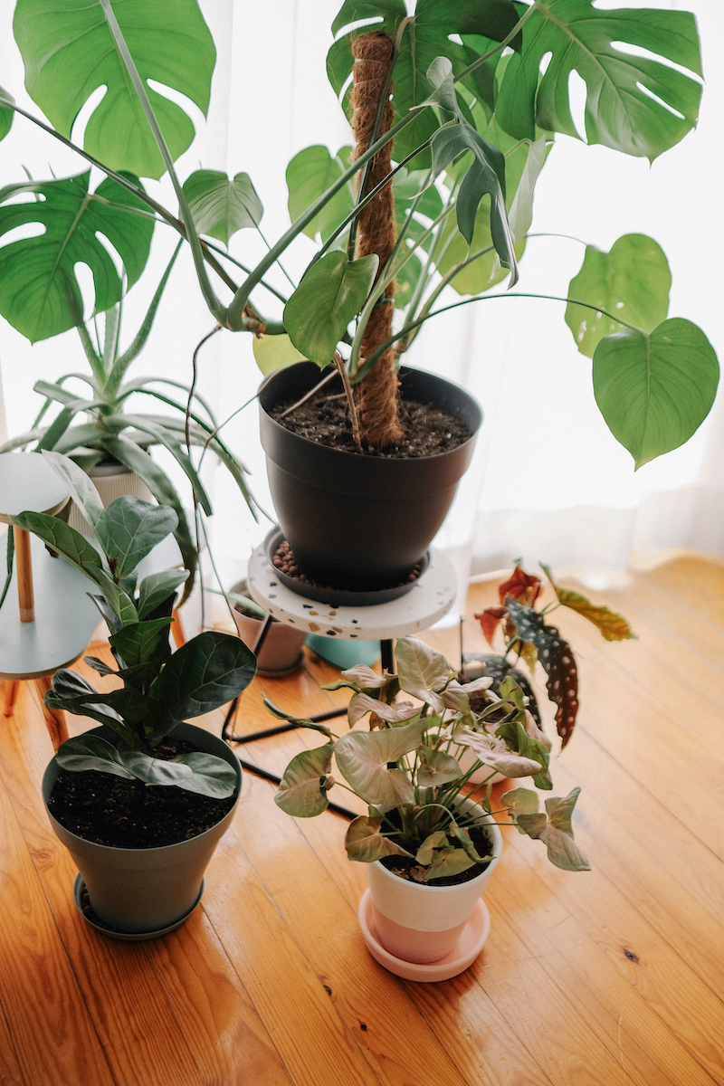 5 plantas de interior para convertir tu casa en una jungla