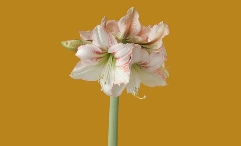 Bloom de la semana: Amaryllis