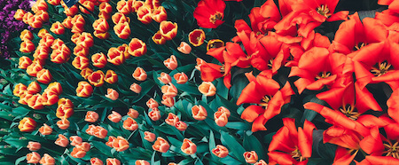 El lenguaje de los tulipanes