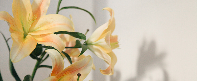 El lirio, una flor de abundancia y riqueza