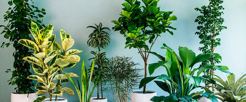 7 plantas que crecen sin luz solar