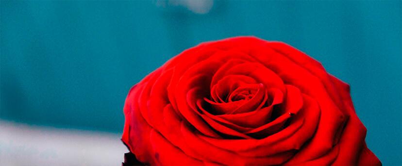 Por qué se regala una rosa el Día de Sant Jordi 