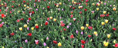 Keukenhof: Viaja a los campos de tulipanes de Holanda