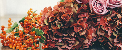 La ciencia detrás del color de las hortensias | Blog Bourguignon