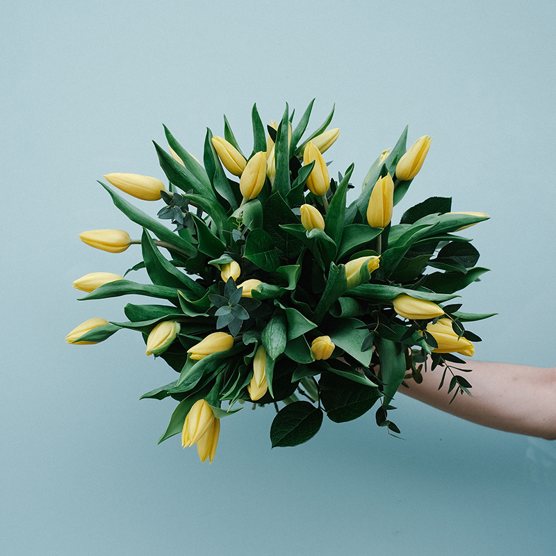 Todo lo que necesitas saber sobre los tulipanes