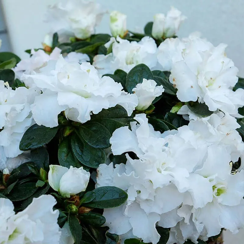 Cesta de Azaleas Blancas | Floristería Bourguignon