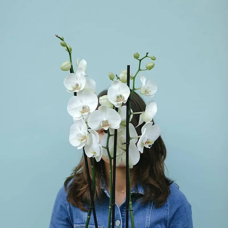 Orquídea Phalaenopsis Blanca | Floristería Bourguignon