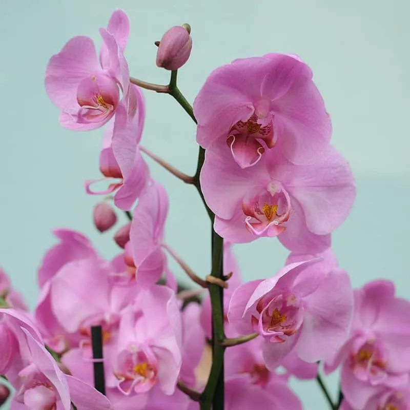 Orquídea Phalaenopsis Rosa | Floristería Bourguignon