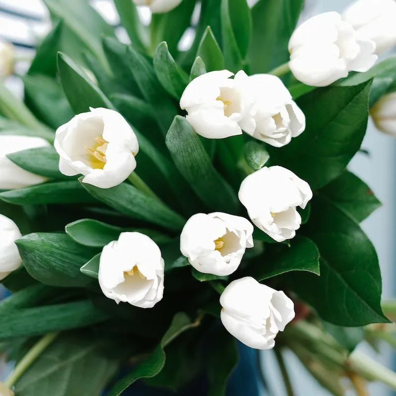 ramo de tulipanes blancos