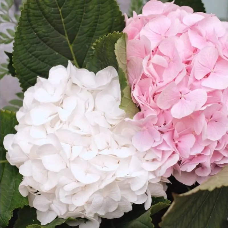Hortensia Blanca Y Rosas Naranjas HORTENSIA LIVING PINK AND ROSE hortensia-blanca-y-rosas-naranjas-hortensia-living-pink-and-rose