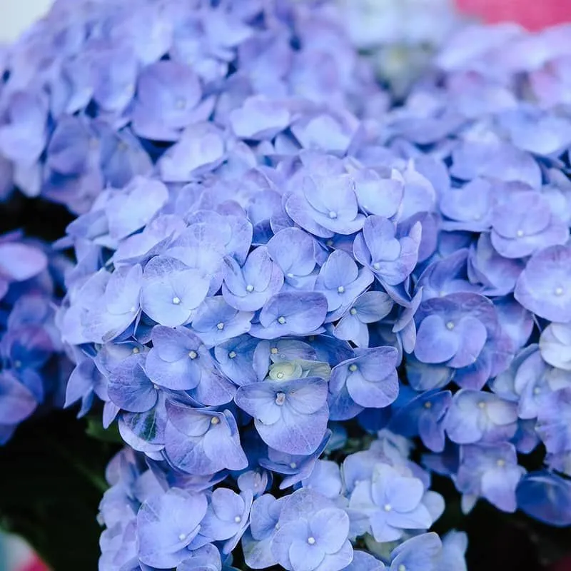 planta de hortensia morada