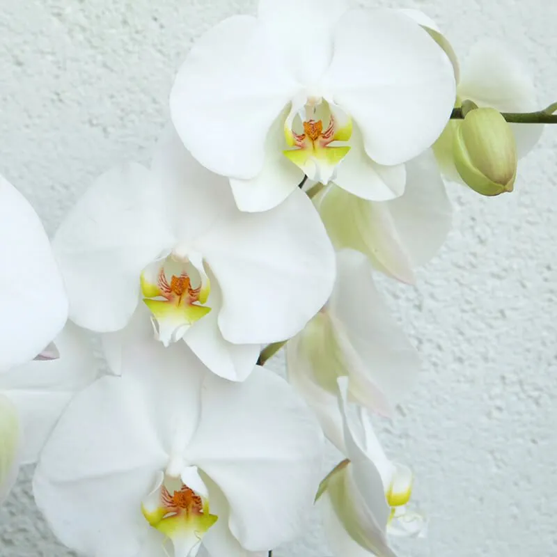 orquídeas blancas