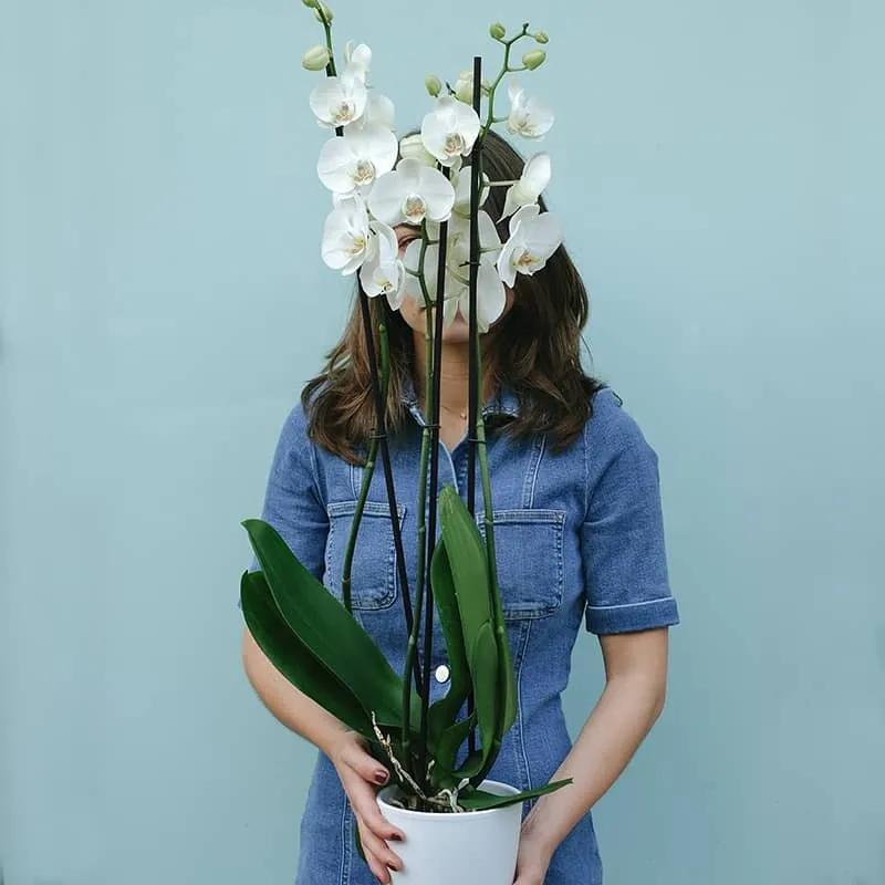 Abrumador Prestador Supermercado Orquídea Phalaenopsis Blanca | Floristería Bourguignon