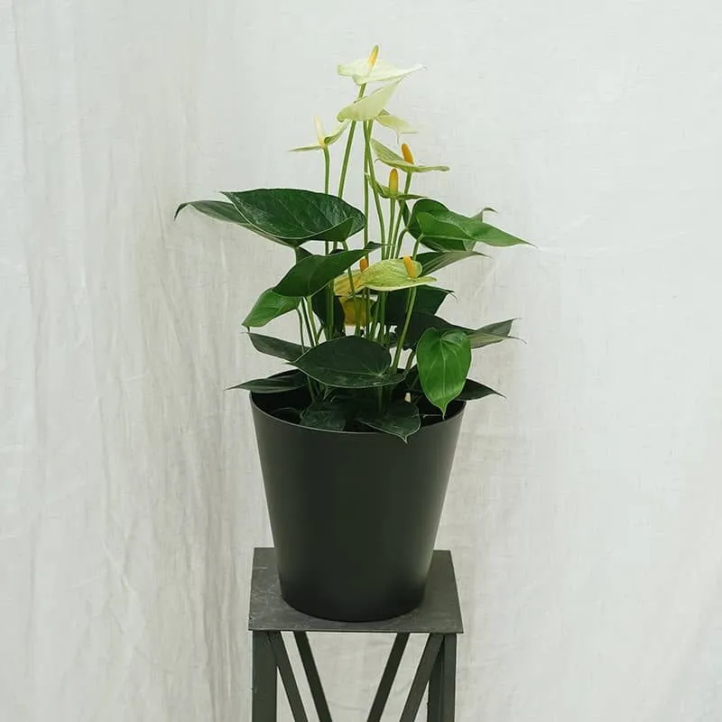 White Anthurium