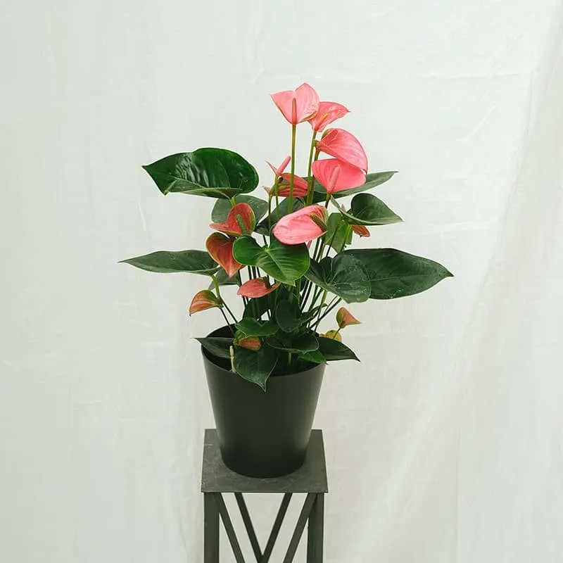 Pink Anthurium