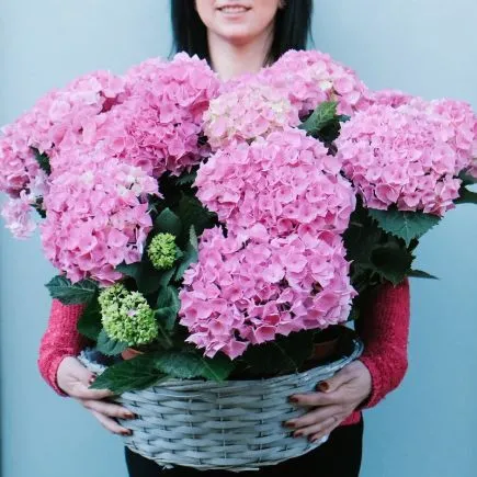 Una cesta de hortensias rosas