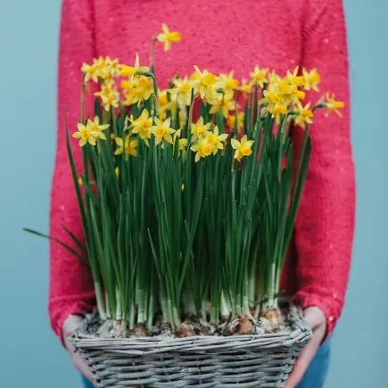 Una cesta de narcisos amarillos