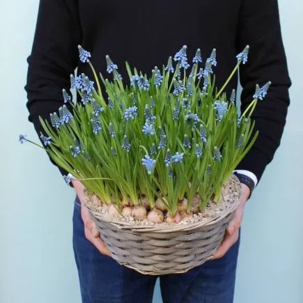 Cesta de muscari