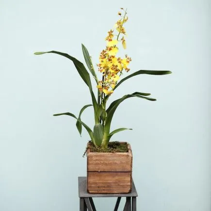 Orquídea oncidium o dama danzante