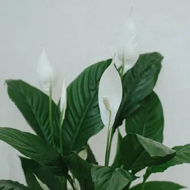 flor spatifilium